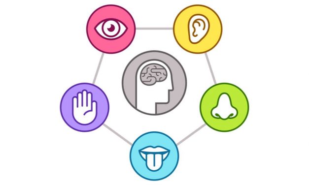 Je mehr Sinne, desto höher der Lernerfolg