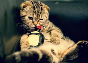 Eine Katze fletzt mit einer kleinen Alkohol-Flasche auf der Couch.