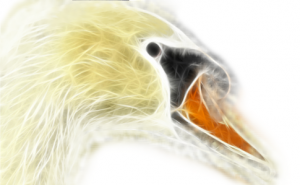 Ein Schwan
