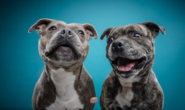 Sprichwörter über Hunde – Warum sagen wir eigentlich…?