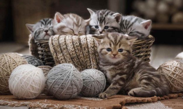 Sprichwörter über Katzen – Warum sagen wir eigentlich…?