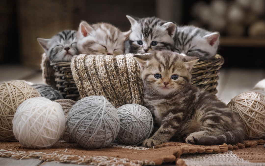 Sprichwörter über Katzen Warum sagen wir eigentlich...? phase6 Magazin