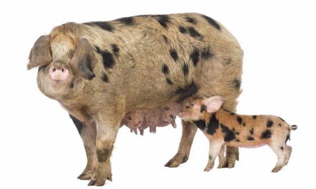 Sprichwörter über die Sau – Warum sagen wir eigentlich…?