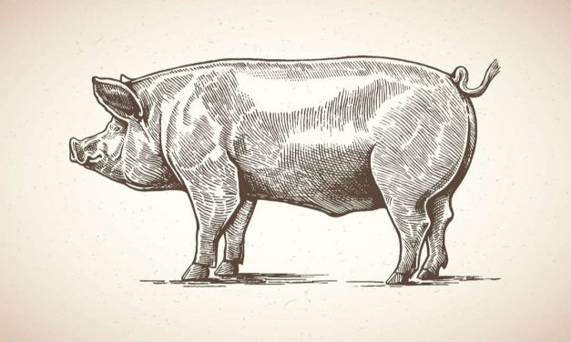 Sprichwörter über das Schwein – Warum sagen wir eigentlich…?