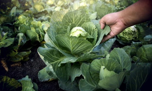 Sprichwörter über Kohl – Warum sagen wir eigentlich…?