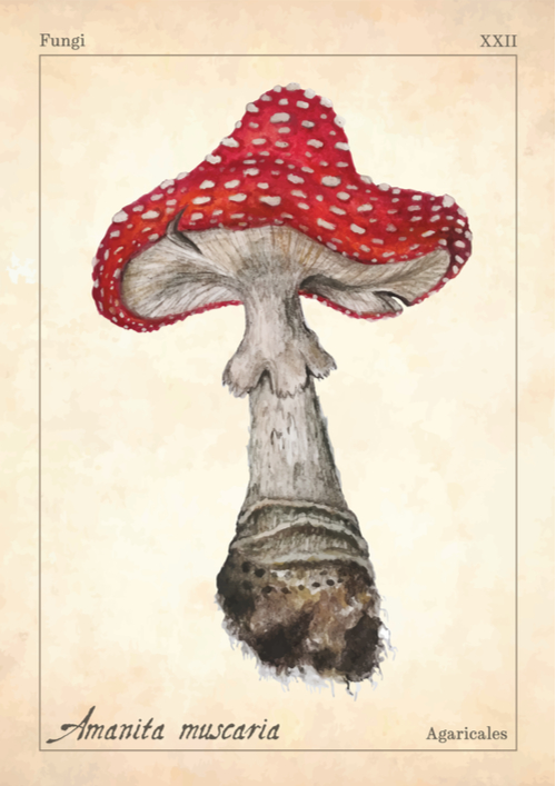 Sprichwörter über den Pilz Warum sagen wir eigentlich...? phase6