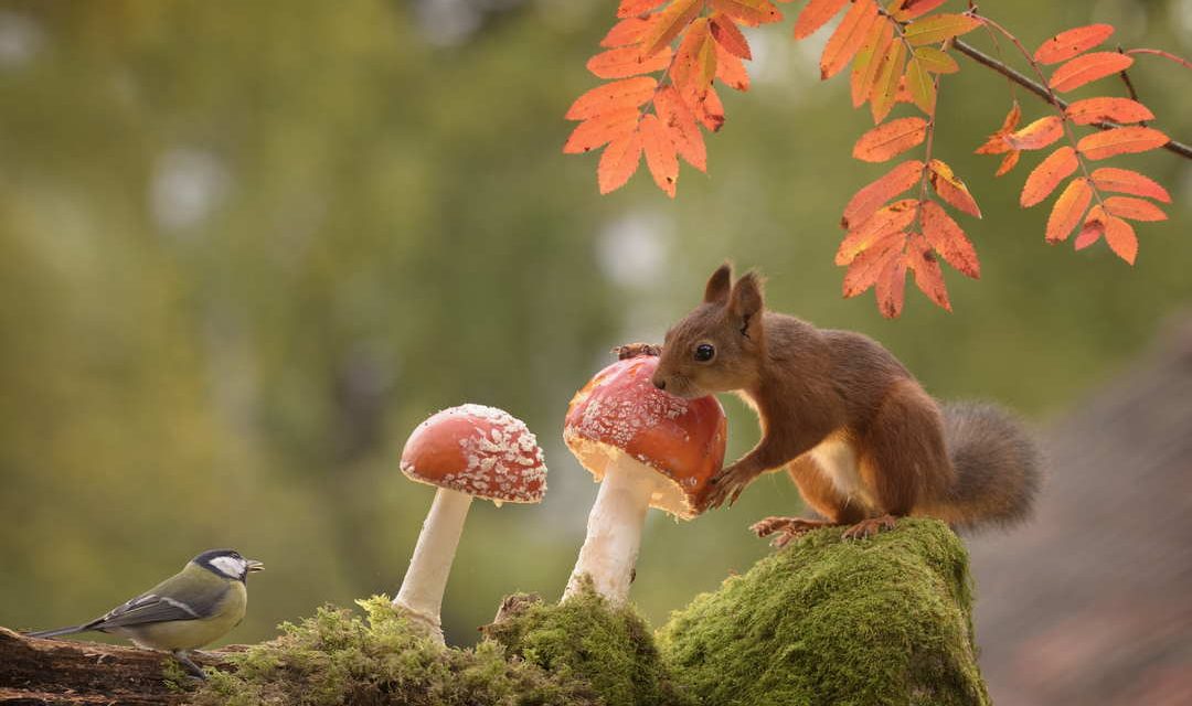 Sprichwörter über den Pilz – Warum sagen wir eigentlich…?