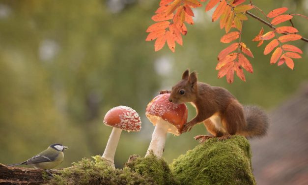 Sprichwörter über den Pilz – Warum sagen wir eigentlich…?