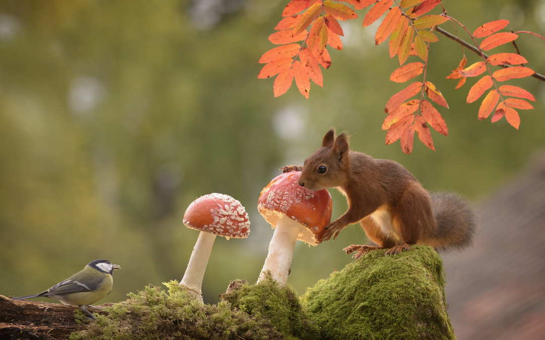 Sprichwörter über den Pilz Warum sagen wir eigentlich...? phase6