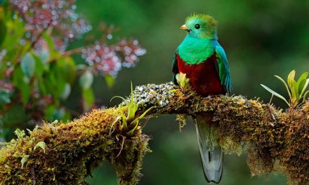 Sprichwörter über Vögel – Warum sagen wir eigentlich…?