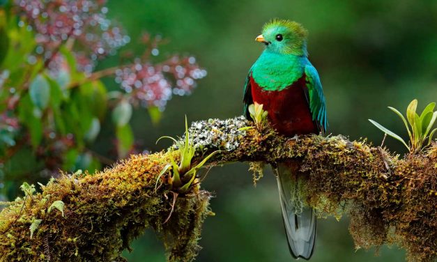 Sprichwörter über Vögel – Warum sagen wir eigentlich…?