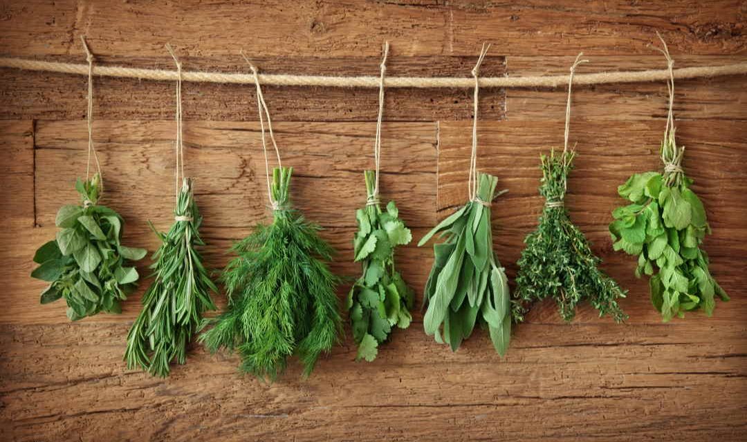 Sprichwörter über Kraut – Warum sagen wir eigentlich…?