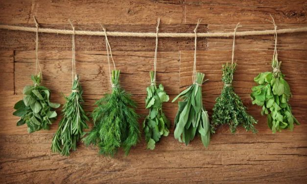 Sprichwörter über Kraut – Warum sagen wir eigentlich…?