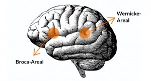 Sprachlernzentren im Gehirn