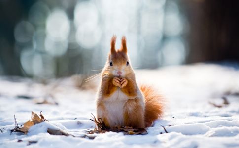 Tiere im Winter Unterrichtseinheit