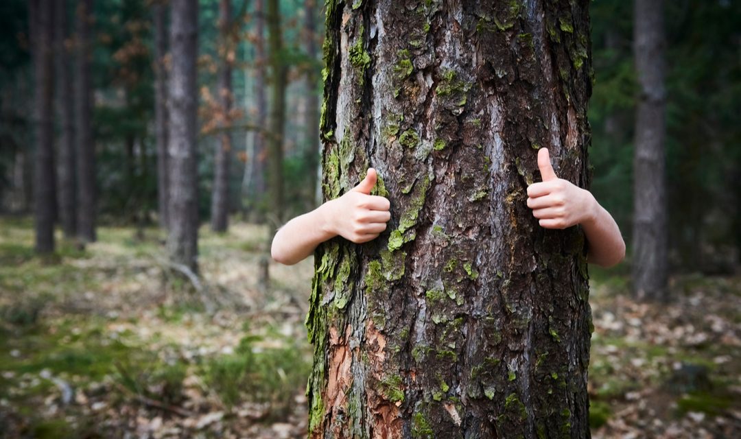 6 spannende Aktivitäten im Wald